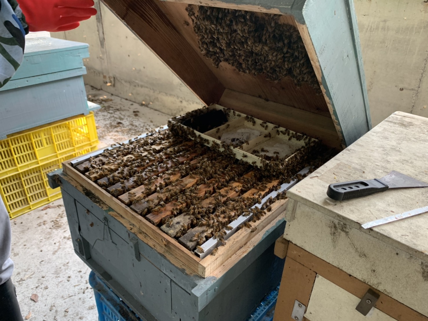 養蜂產業學05